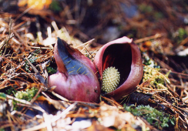 飯田・下伊那の文化財検索